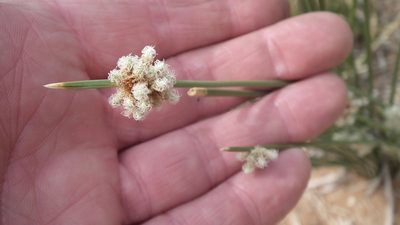 Afroscirpoides dioeca, photographed by Shaun Swanepoel