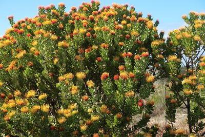 Leucospermum praecox, photographed by Di Turner