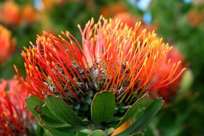Leucospermum praecox, photographed by Di Turner