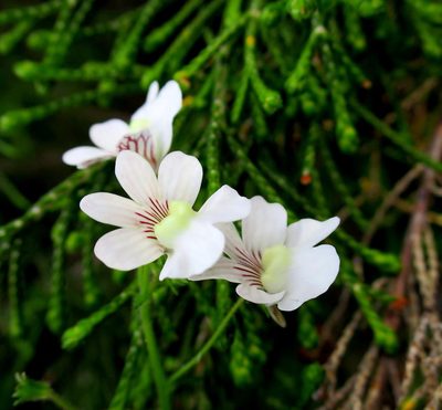 Nemesia bicornis, photographed by Di Turner