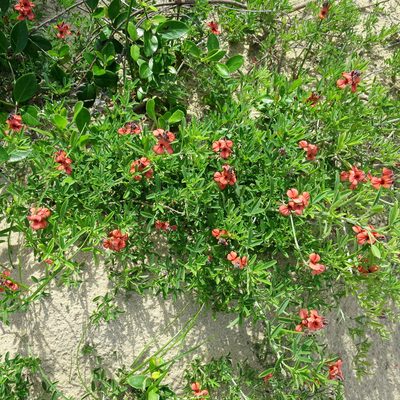 Indigofera candicans, photographed by Di Turner
