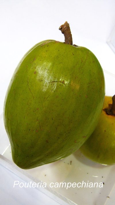 Lucuma campechiana, photographed by Ong Jyh Seng
