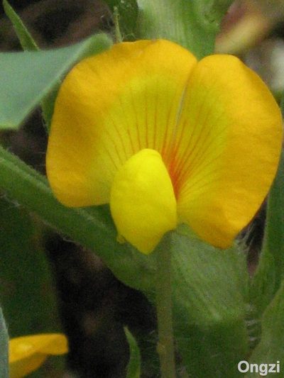 Arachis hypogaea, photographed by Ong Jyh Seng