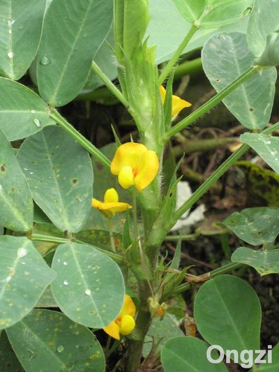 Arachis hypogaea, photographed by Ong Jyh Seng