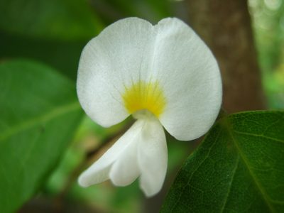 Baphia nitida, photographed by Ong Jyh Seng