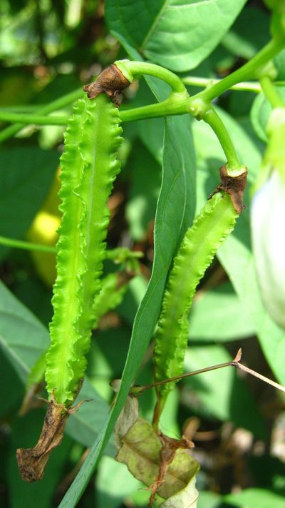 Psophocarpus tetragonolobus, photographed by Ong Jyh Seng