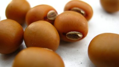 Psophocarpus tetragonolobus, photographed by Ong Jyh Seng