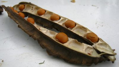 Psophocarpus tetragonolobus, photographed by Ong Jyh Seng