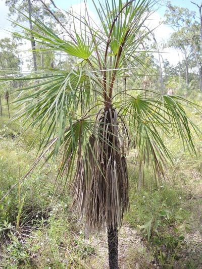 Livistona humilis, photographed by coenobita