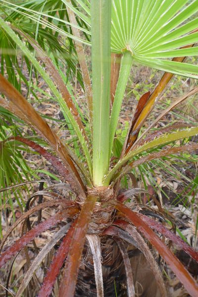 Livistona humilis, photographed by coenobita