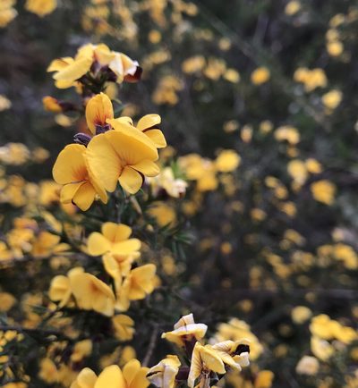Pultenaea juniperina, photographed by Ramit Singal