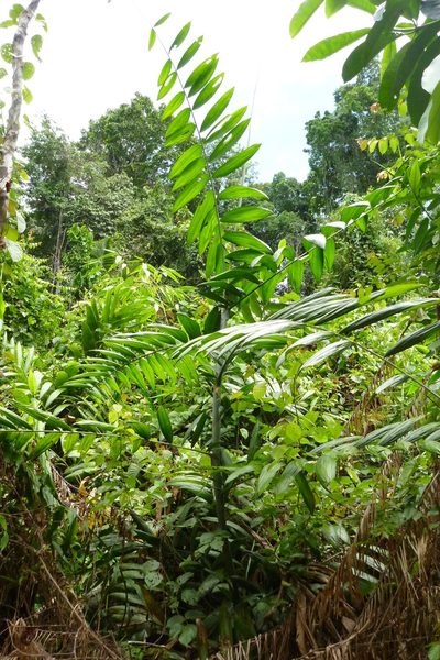 Calamus vitiensis, photographed by coenobita