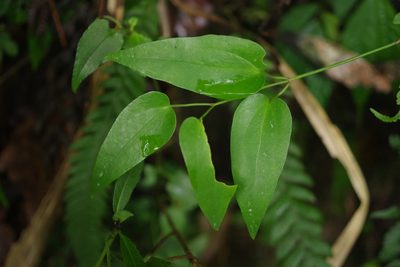Clematis meyeniana, photographed by Cheng-Te Hsu