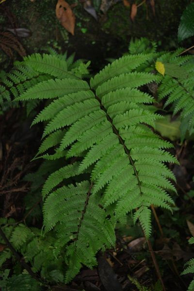 Pteris setulosocostulata, photographed by Cheng-Te Hsu