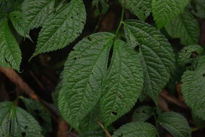 Elatostema rivulare, photographed by Cheng-Te Hsu