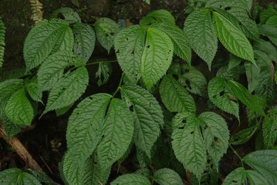 Elatostema rivulare, photographed by Cheng-Te Hsu