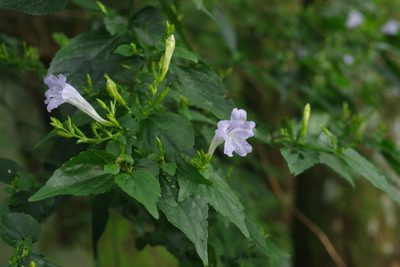 Strobilanthes flexicaulis, photographed by Cheng-Te Hsu