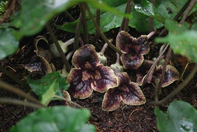 Asarum hypogynum, photographed by Cheng-Te Hsu