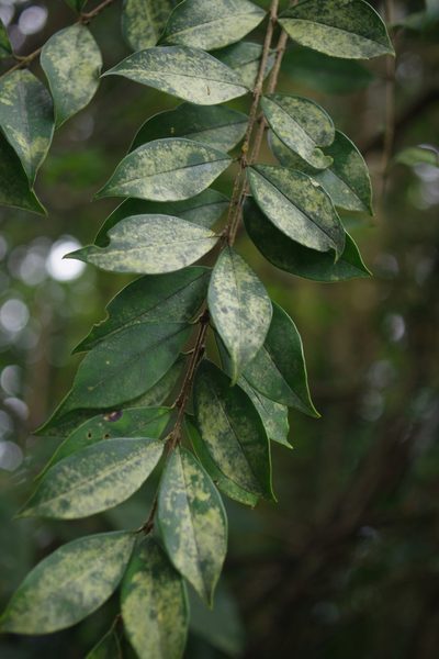 Ligustrum pricei, photographed by Cheng-Te Hsu