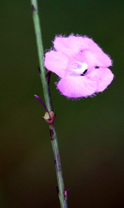 Agalinis aphylla, photographed by Lauren McLaurin