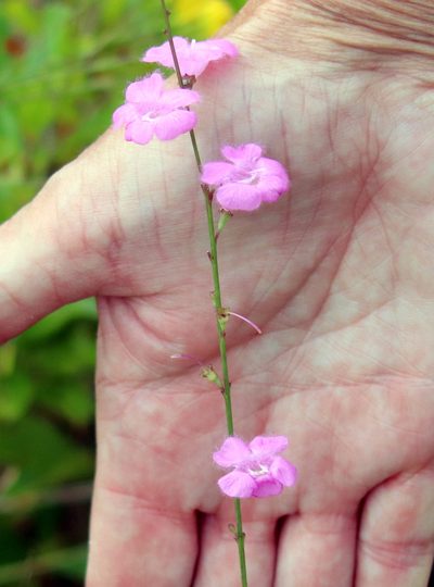 Agalinis aphylla, photographed by Lauren McLaurin