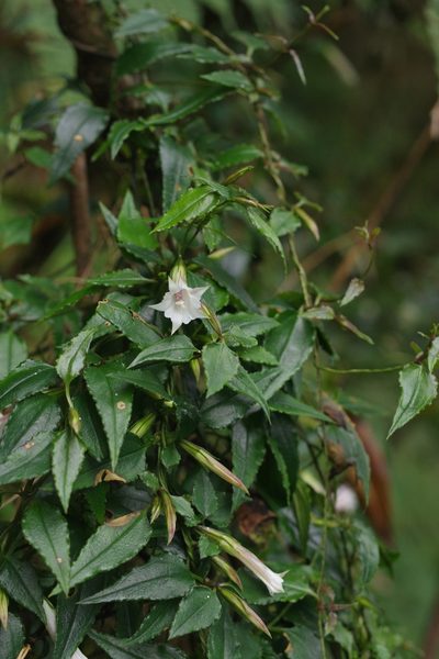 Tripterospermum luzonense, photographed by Cheng-Te Hsu