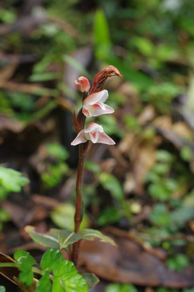 Goodyera velutina, photographed by Cheng-Te Hsu