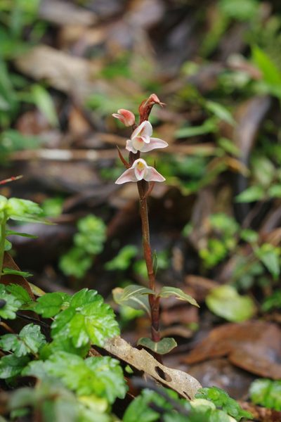 Goodyera velutina, photographed by Cheng-Te Hsu