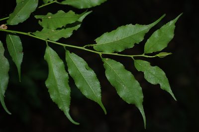 Ilex arisanensis, photographed by Cheng-Te Hsu