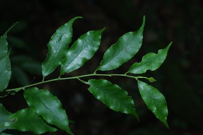 Ilex arisanensis, photographed by Cheng-Te Hsu