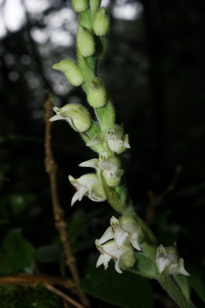 Goodyera robusta, photographed by Cheng-Te Hsu