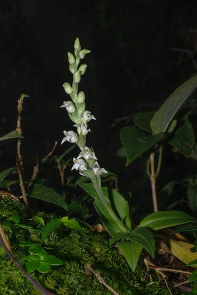 Goodyera robusta, photographed by Cheng-Te Hsu
