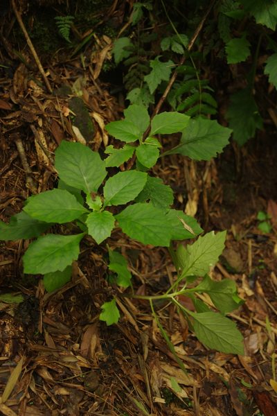 Gynura japonica, photographed by Cheng-Te Hsu