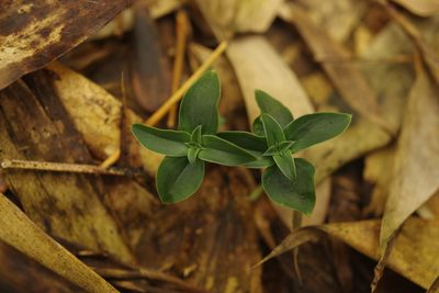 Gentiana bambuseti, photographed by Cheng-Te Hsu
