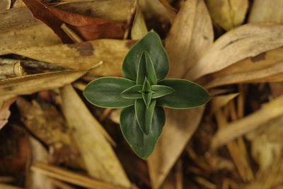 Gentiana bambuseti, photographed by Cheng-Te Hsu