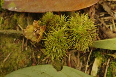 Castanopsis faberi, photographed by Cheng-Te Hsu