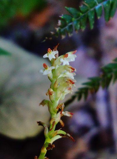 Microchilus querceticola, photographed by Thibaud Aronson