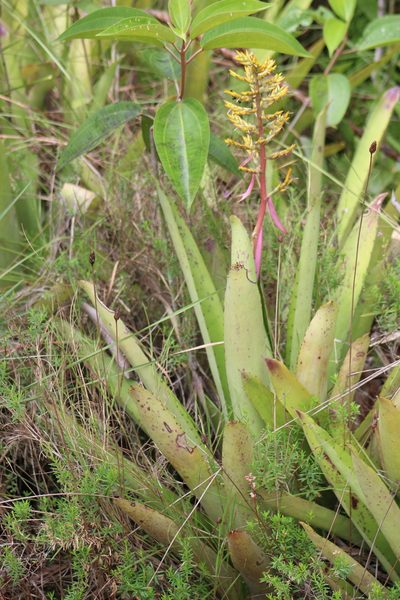 Aechmea stenosepala, photographed by GERMAN LEONEL SARMIENTO CRUZ