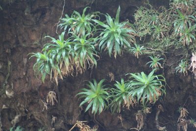 Navia acaulis, photographed by GERMAN LEONEL SARMIENTO CRUZ