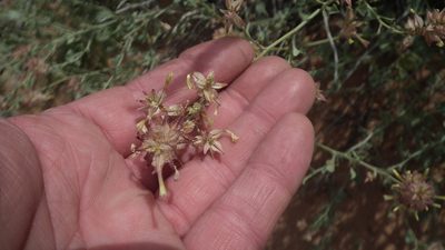 Dyerophytum africanum, photographed by Shaun Swanepoel