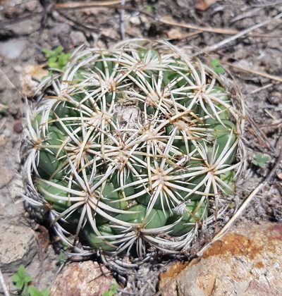 Coryphantha retusa, photographed by Eugenio Padilla