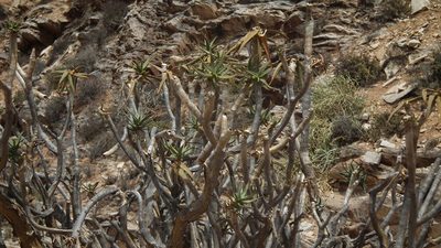 Aloidendron ramosissimum, photographed by Shaun Swanepoel