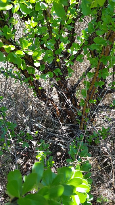 Fouquieria formosa, photographed by Eugenio Padilla