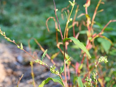 Persicaria mitis, photographed by Wolfgang Jauch