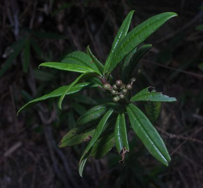 Ardisia lindleyana, photographed by portioid
