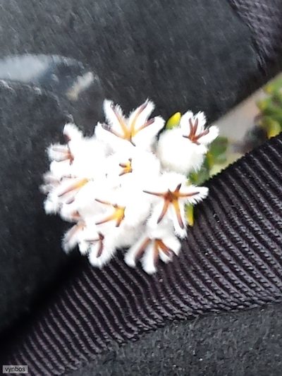 Phylica odorata, photographed by Chris Vynbos