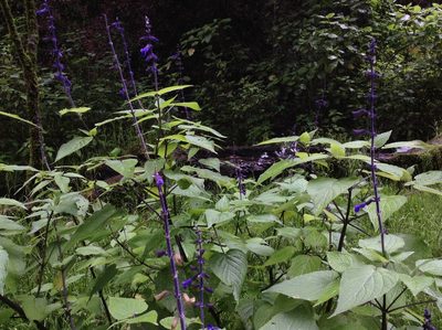 Salvia concolor, photographed by miguelm_b