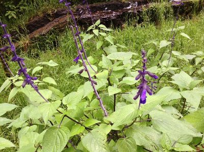 Salvia concolor, photographed by miguelm_b