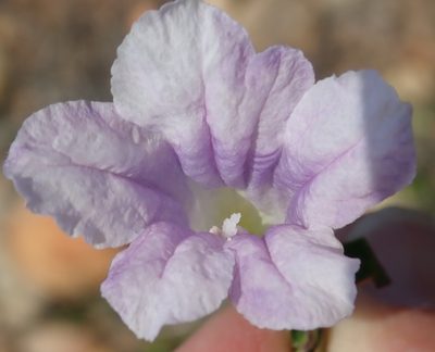 Ruellia pilosa, photographed by Nicola van Berkel