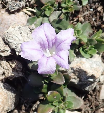 Ruellia pilosa, photographed by Nicola van Berkel